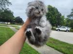 Lio - Scottish Fold Cat For Adoption - Orland Park, IL, US