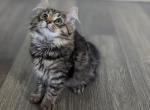 Finny - Siberian Kitten For Sale - 