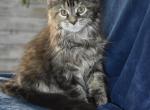 Maine Coons Ready Now TICA Registered - Maine Coon Kitten For Adoption - Manchester, NH, US