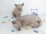 Bruise - Sphynx Kitten For Sale - Boston, MA, US