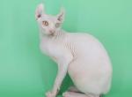 Bruise - Sphynx Kitten For Sale - 