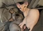 Floyd kittens Las Vegas - Sphynx Kitten For Sale - Henderson, NV, US