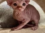 Red Male Sphynx Kitten - Sphynx Kitten For Sale - San Marcos, CA, US