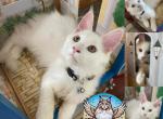 Bubbles - Maine Coon Kitten For Sale - Sugar Land, TX, US