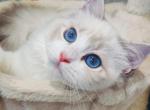 Jenni - Ragdoll Kitten For Sale - Los Angeles, CA, US