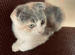 Marble - Scottish Fold Kitten For Sale - WI, US