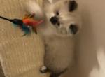 Male Seal Point BiColor Snowshoe - Ragdoll Kitten For Sale - Burlington, WI, US