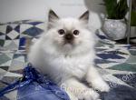 Button - Ragdoll Kitten For Sale - Tuscaloosa, AL, US