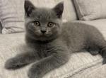 Lokie - British Shorthair Kitten For Sale - Battle Ground, WA, US