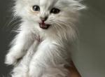 Scottish Fold Kittens Male Mishka - Scottish Fold Kitten For Sale - Miami, FL, US