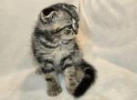 Maya & Sully litter kitten 3 - Scottish Fold Kitten For Sale - Los Angeles, CA, US