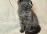 Maya & Sully litter - Scottish Fold Kitten For Sale - 