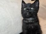 Maya & Sully litter kitten 2 - Scottish Straight Kitten For Sale - 