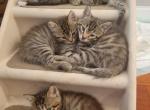 Lora - Bengal Kitten For Sale - 