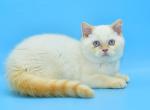 Denis1 - British Shorthair Kitten For Sale - NY, US