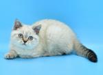 Darin1 - Scottish Straight Kitten For Sale - NY, US