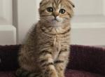 Ginger - Scottish Fold Kitten For Sale - NY, US