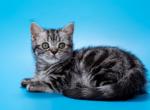 Wilma - British Shorthair Kitten For Sale - Houston, TX, US