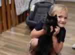 Autumn's Kittens - Maine Coon Kitten For Sale - Stevens, PA, US