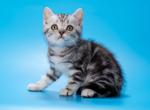 Winter - British Shorthair Kitten For Sale - Houston, TX, US