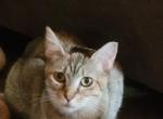 Polly - Domestic Cat For Adoption - Union, OH, US