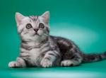 Winnie the Pooh - British Shorthair Kitten For Sale - Boston, MA, US