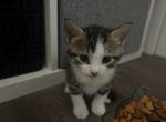 Willow - Domestic Kitten For Adoption - 