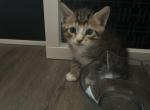 Cody - Domestic Kitten For Sale - 