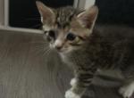 August - Domestic Kitten For Sale - 