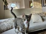 Socks - Domestic Kitten For Adoption - Totowa, NJ, US