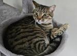 Tommy - Domestic Cat For Adoption - 