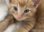 Alfonso - Domestic Kitten For Adoption - Nashville, TN, US