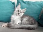 Everest - Maine Coon Kitten For Sale - Hollywood, FL, US