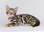 Oaklya - Bengal Kitten For Sale - Norwalk, CT, US