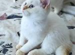 Foxy - Scottish Straight Kitten For Sale - Hallandale, FL, US