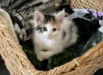 Gilda & Lucy - Domestic Kitten For Adoption - Plainwell, MI, US