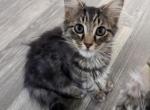 Milo - Siberian Kitten For Sale - 