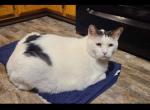 Sniffers - Domestic Cat For Adoption - 