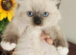 Ragdoll kittens available - Ragdoll Kitten For Sale - Seattle, WA, US