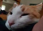 Pokey - Domestic Cat For Adoption - 