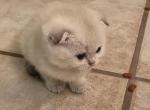 Scottish fold - Scottish Fold Kitten For Sale - TX, US