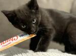 Loki - Ragamuffin Kitten For Sale - 