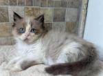 Tica seal mink bi color - Ragdoll Kitten For Sale - Butler, PA, US