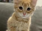 Honey - Ragamuffin Kitten For Sale - 