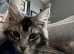 Dorian and Danny - Maine Coon Kitten For Sale - Sioux Falls, SD, US