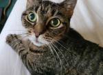 Syd - Domestic Cat For Adoption - Exton, PA, US