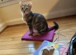 Tom - Bengal Kitten For Sale - 