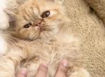 Orange CFA Registered Kitten Girl - Persian Kitten For Sale - Houston, TX, US