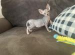 Atarah - Sphynx Kitten For Sale - Purdy, MO, US