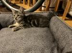 Jerry - Bengal Kitten For Sale - 